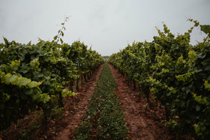 Grassy path through vineyard